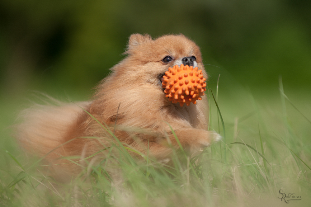 Kleine Rennmaus