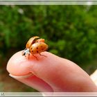 Kleine Rettungsaktion  (mit Gedicht)