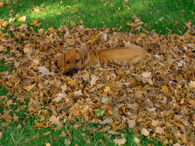 Kleine Rhodesian Ridgeback Hündin