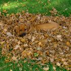 Kleine Rhodesian Ridgeback Hündin