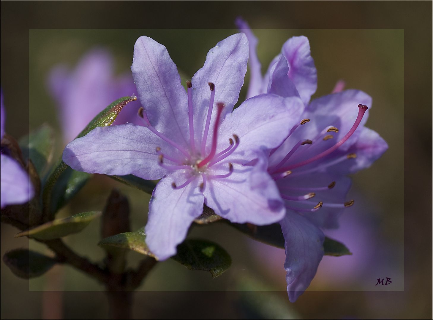 Kleine Rhododendronblüte..