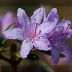 Kleine Rhododendronblüte..