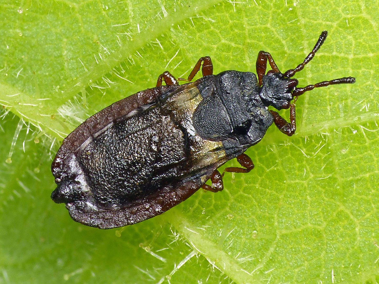 Kleine Rindenwanze (Aneurus avenius) im heimischen Garten