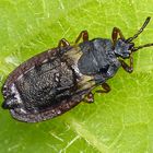 Kleine Rindenwanze (Aneurus avenius) im heimischen Garten