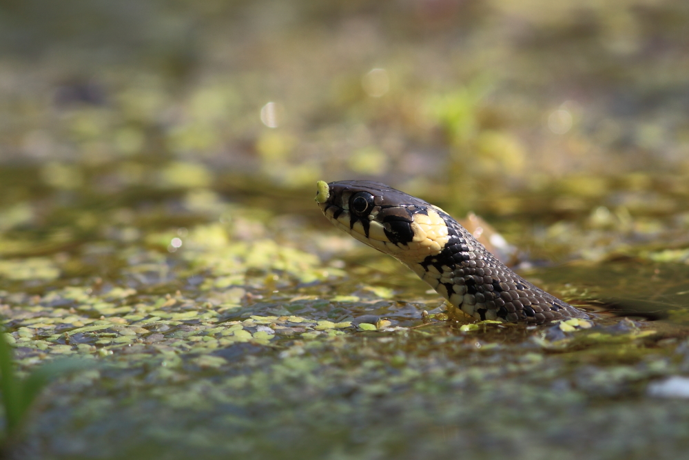 Kleine Ringelnatter auf Jagd , Dettingen an der Erms, Biosphärengebiet