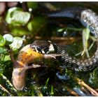 Kleine Ringelnatter erbeutet Teichmolch