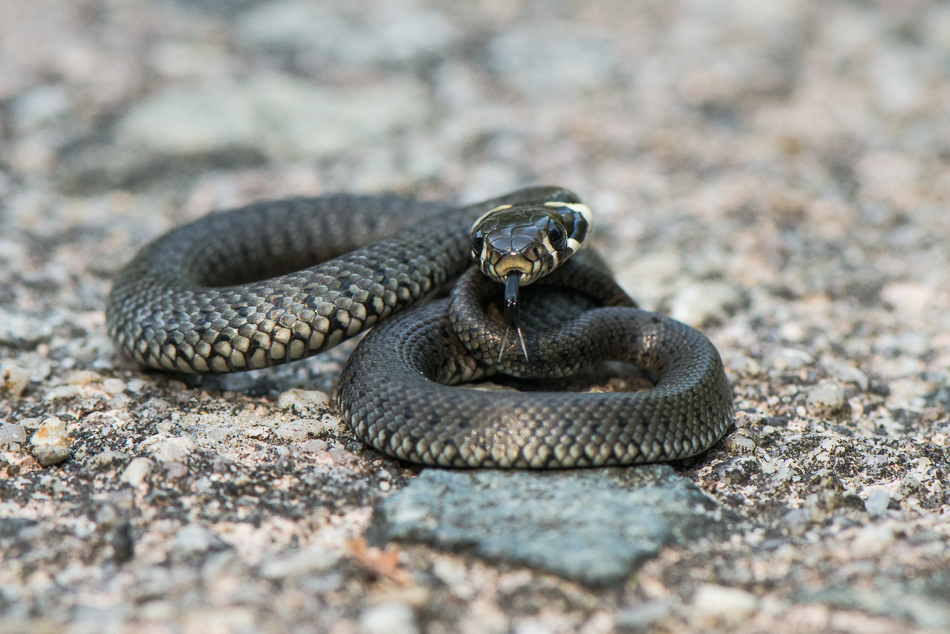 Kleine Ringelnatter (Natrix natrix)