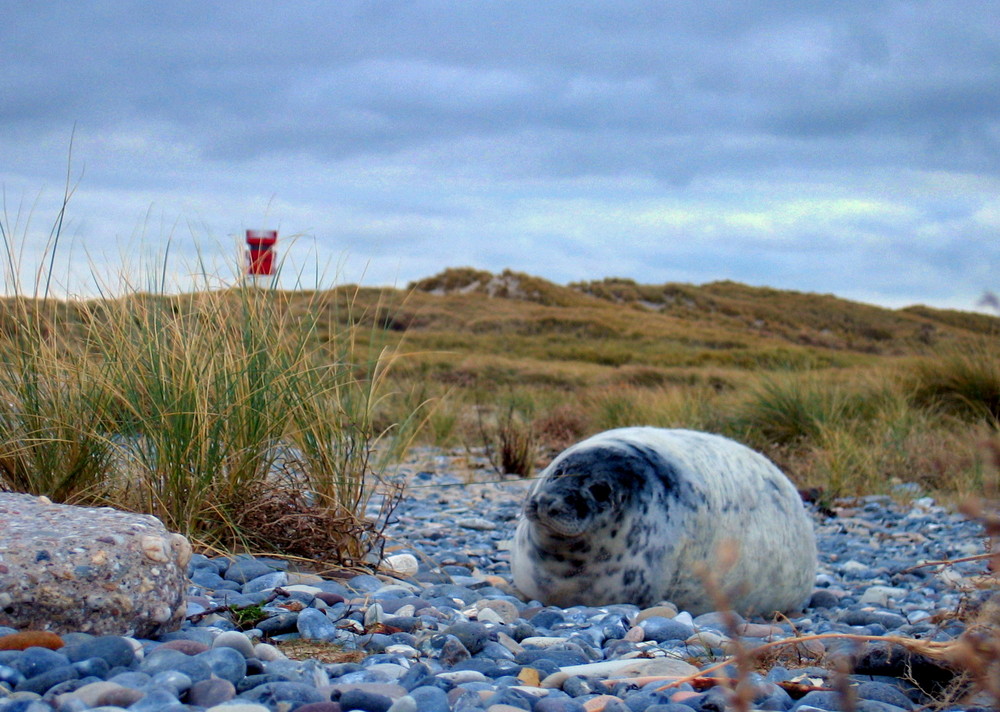 Kleine Robbe auf der Düne (Helgoland)