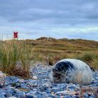Kleine Robbe auf der Düne (Helgoland)