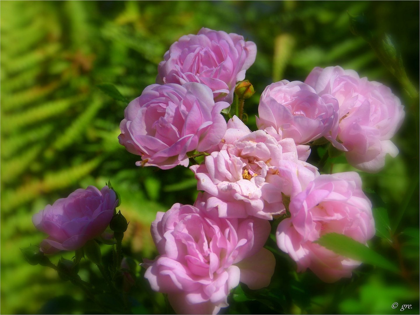 Kleine Röschen - zweite Blüte......