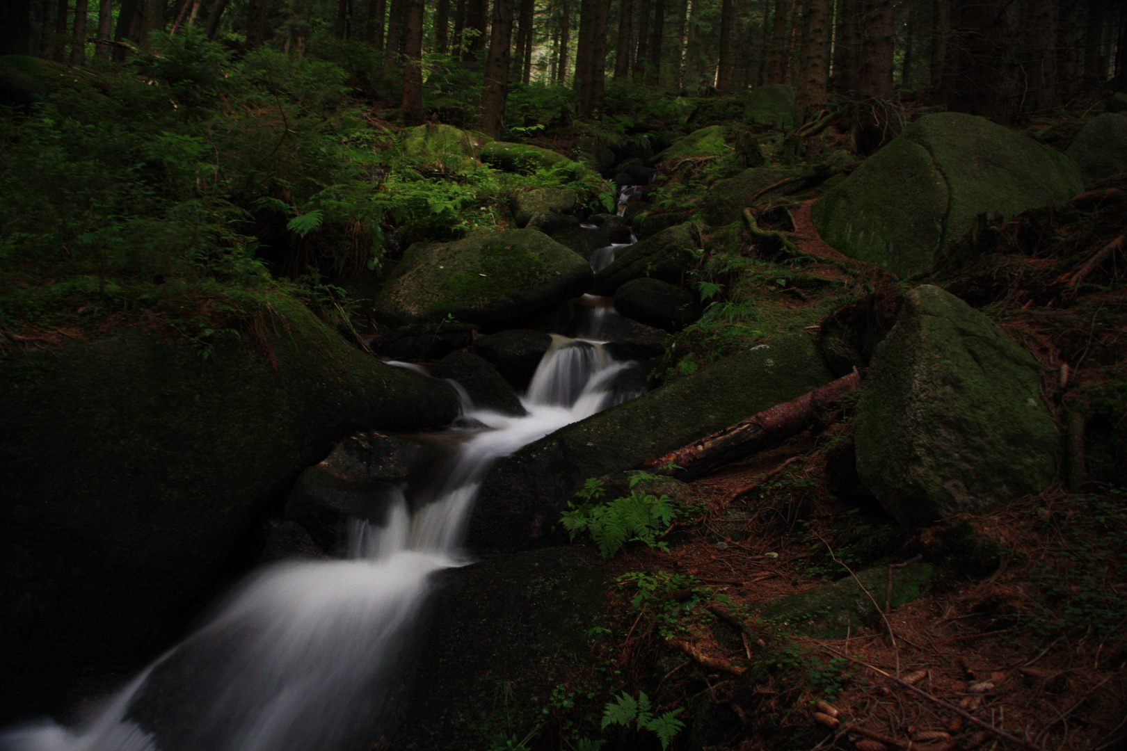 Kleine Romke im Harz