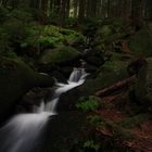 Kleine Romke im Harz