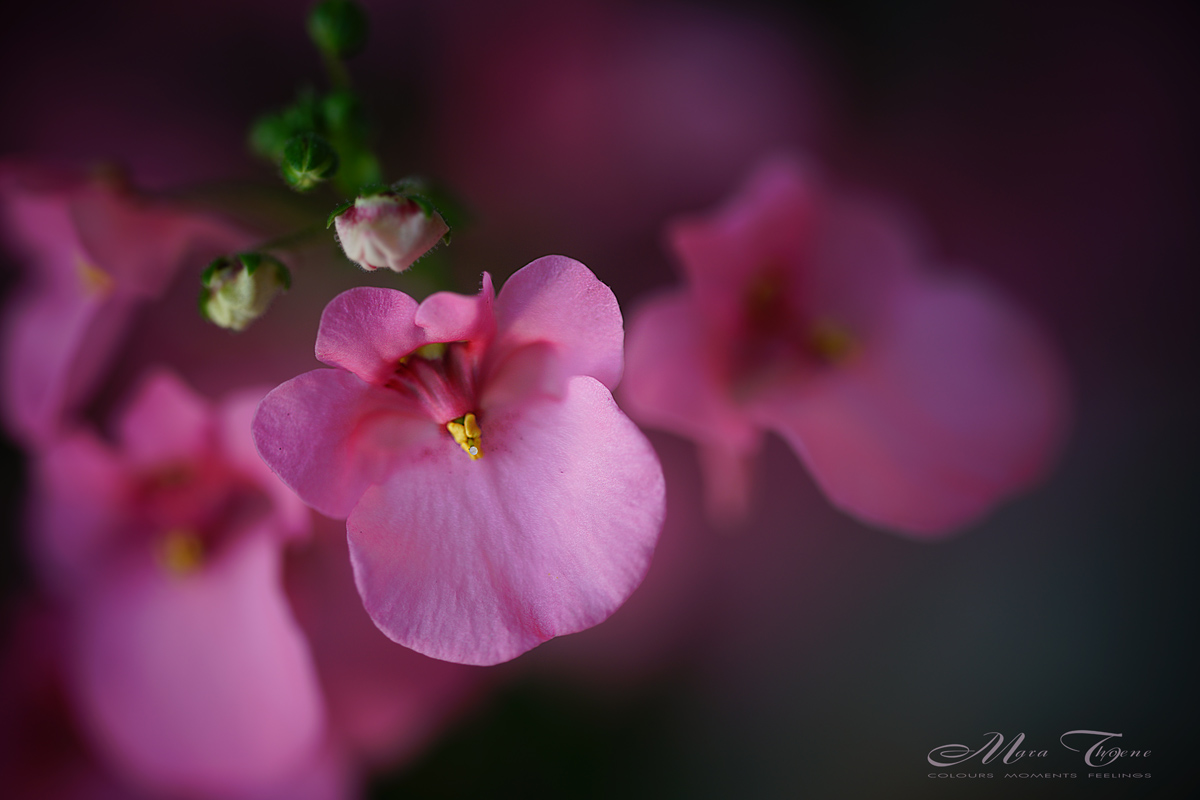 Kleine rosa Blümchen