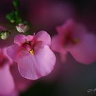 Kleine rosa Blümchen