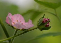 kleine rosa blüte