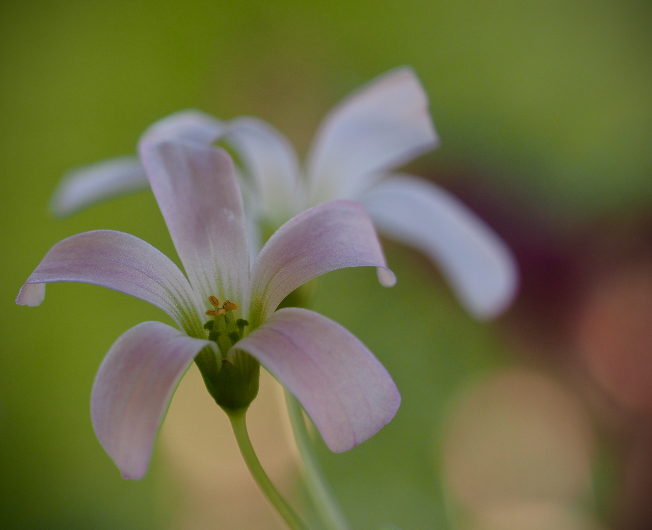 Kleine rosa Blüten