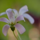 Kleine rosa Blüten