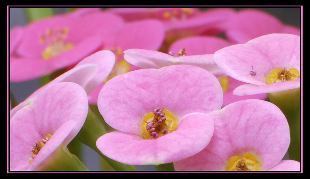 kleine rosa Farbtupfer