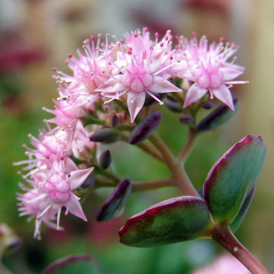 kleine rosa Sternchen