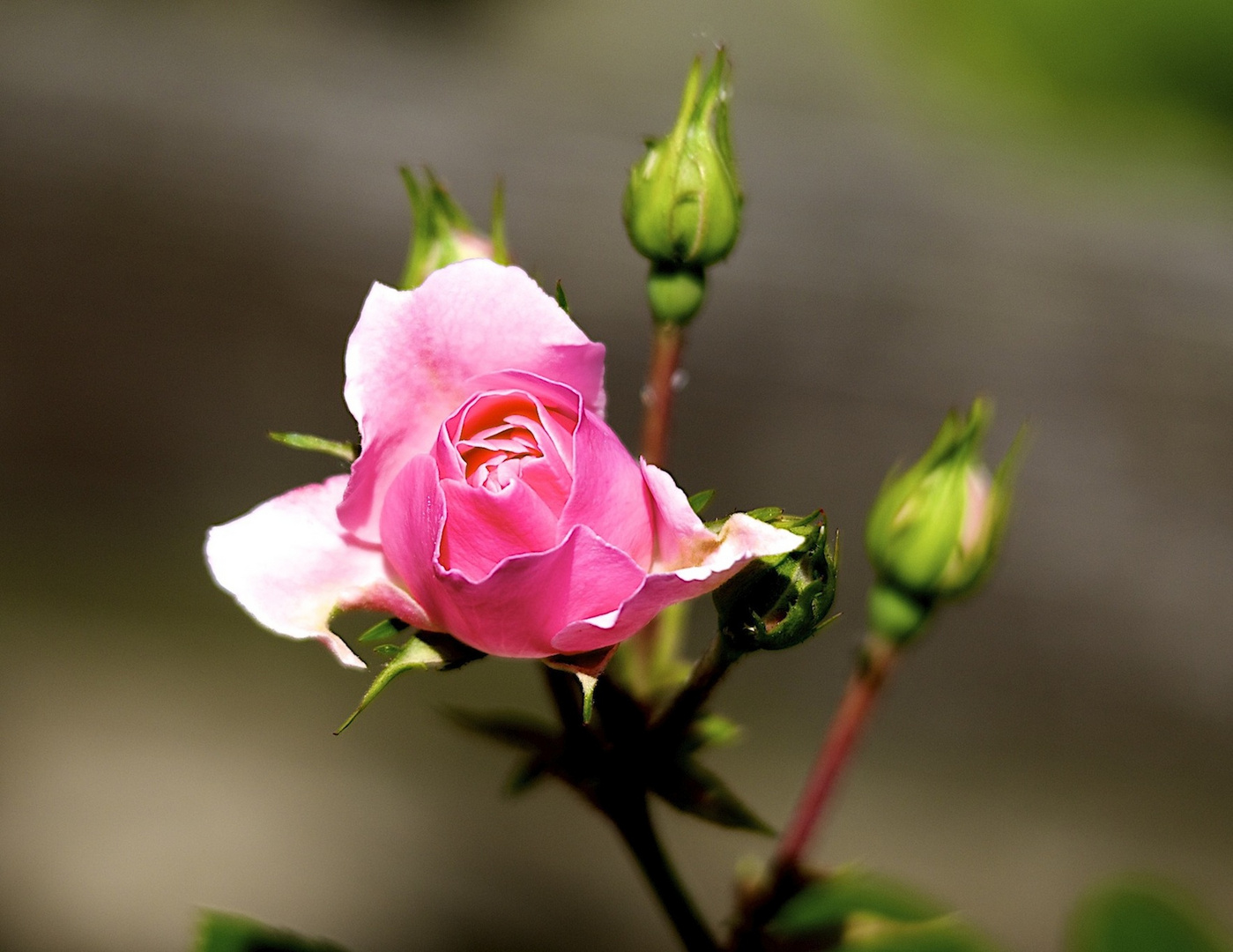 kleine Rose