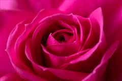 Kleine Rose...