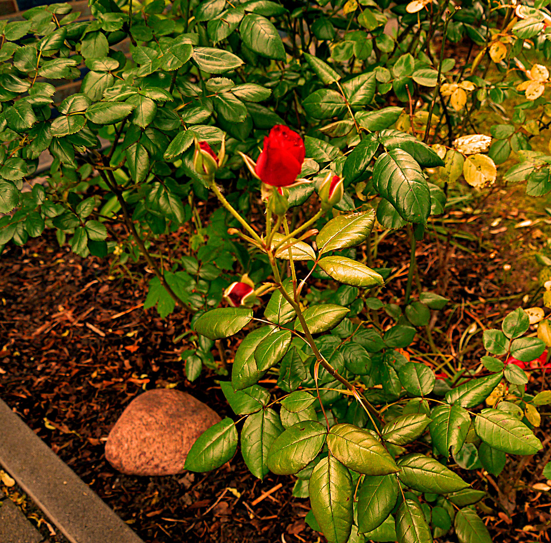 Kleine Rose im Hauseingang im Wind.