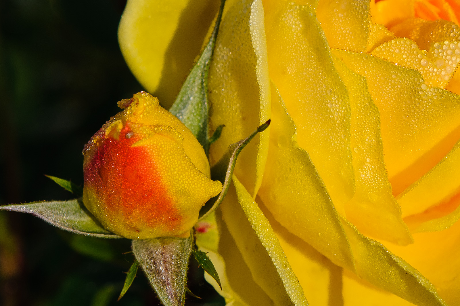 Kleine Rose mit großer Schwester