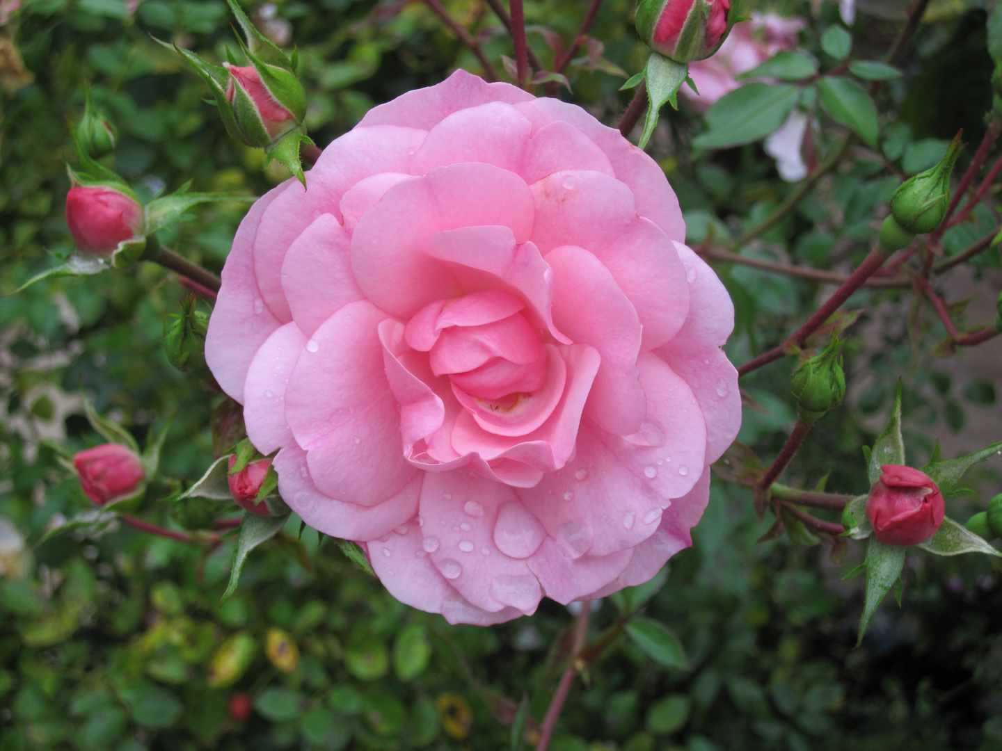 Kleine rose nach dem Regen