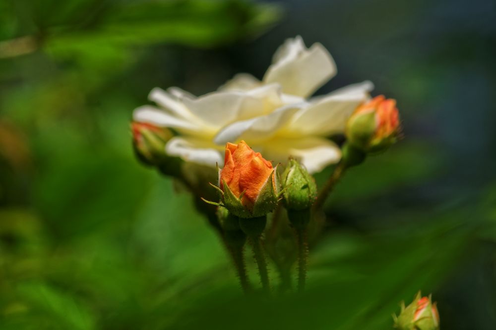 kleine Rosen