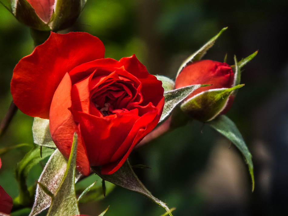 Kleine Rosen