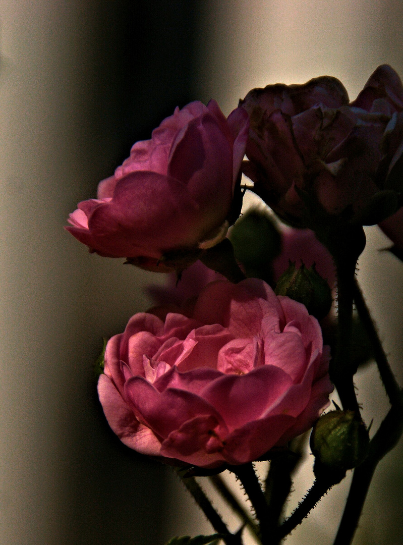 kleine rosen im halbschatten