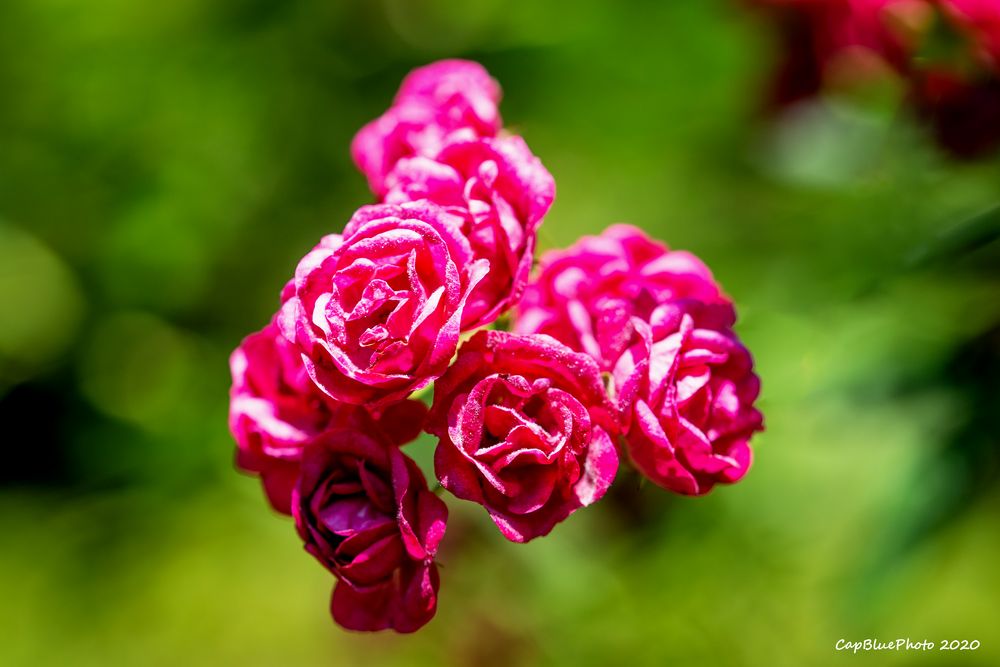 Kleine Rosen im Rosengarten Beutig