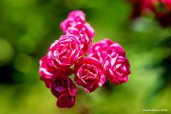 Kleine Rosen im Rosengarten Beutig