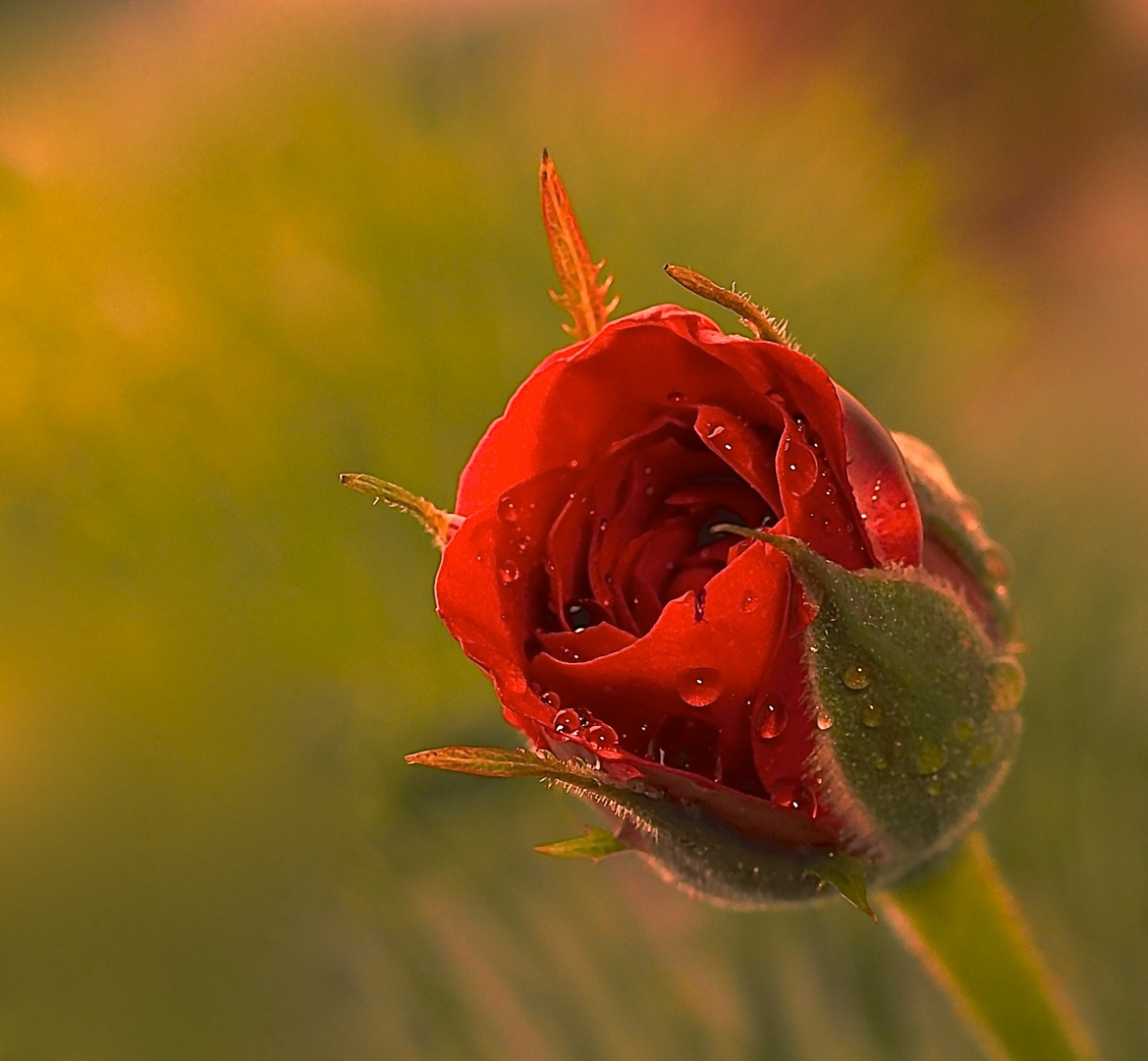 kleine Rosenknospe