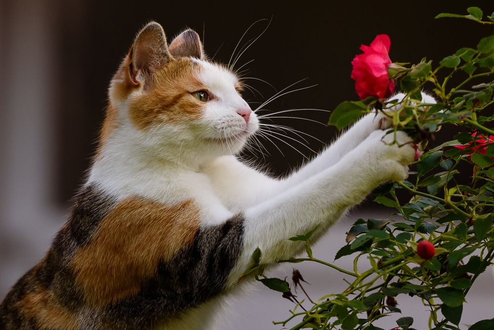 Kleine Rosenliebhaberin