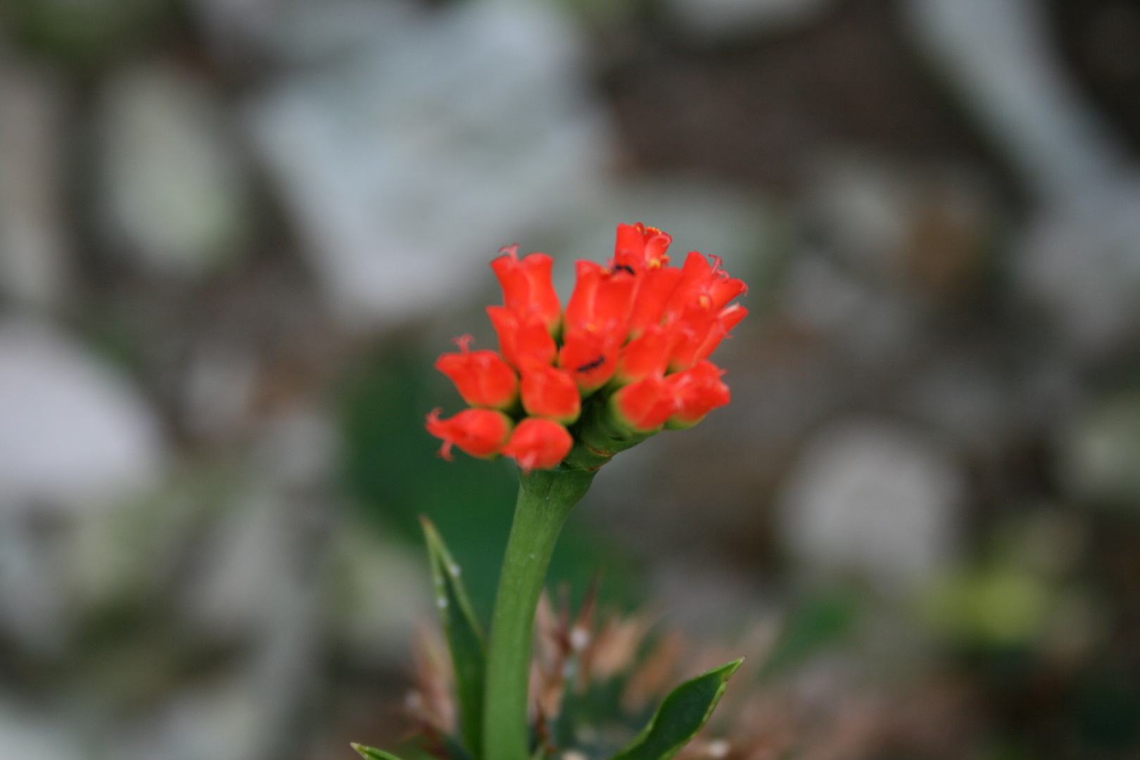 kleine rot-orange