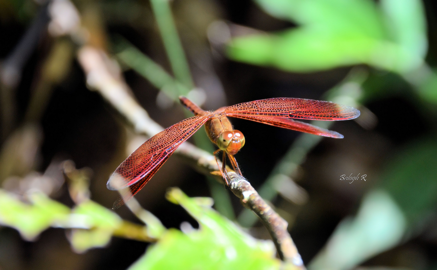 kleine rote..