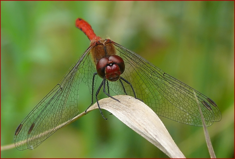 Kleine Rote Tiere Kleine Rote Tiere