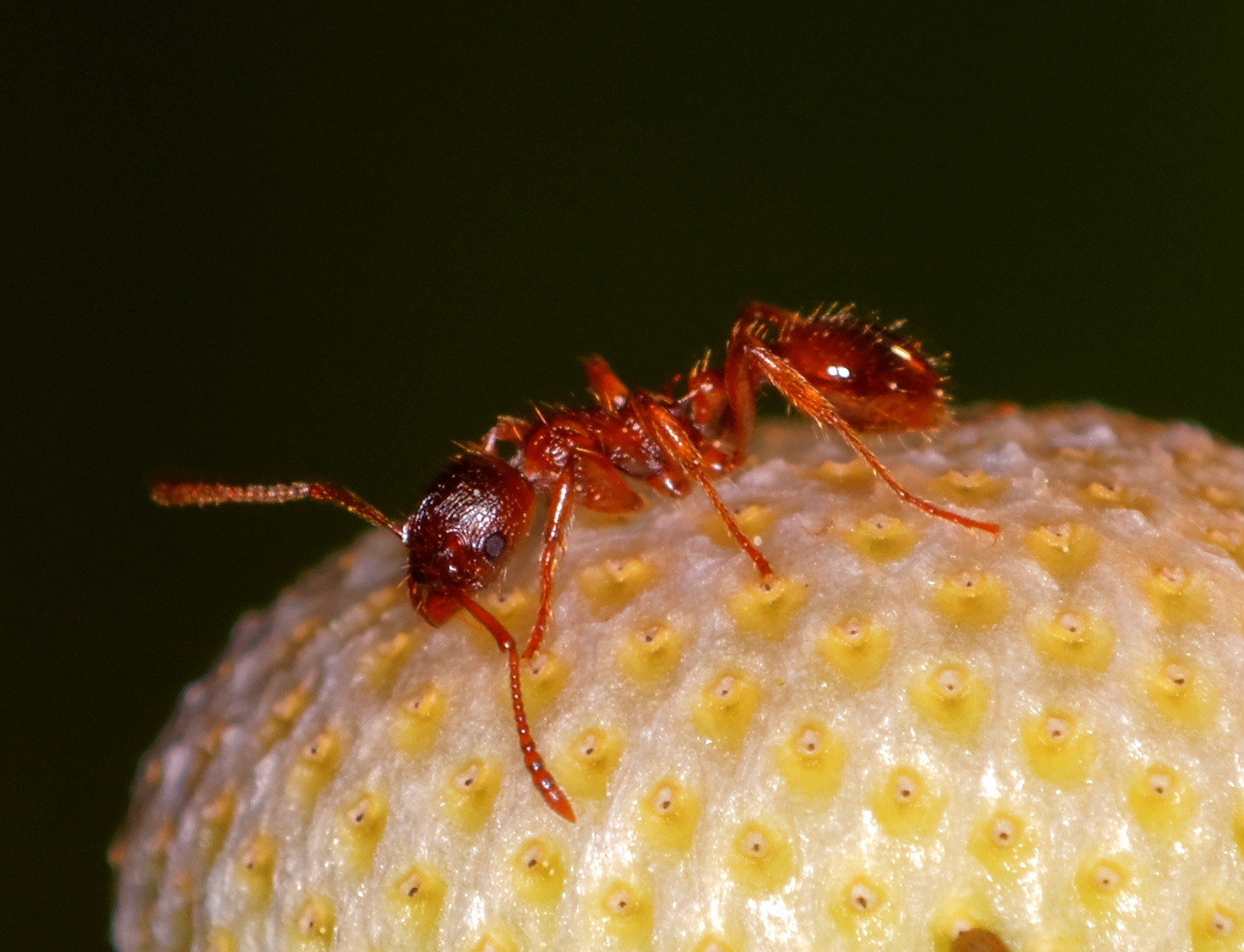 Kleine rote Ameise Foto & Bild tiere, wildlife, insekten Bilder auf
