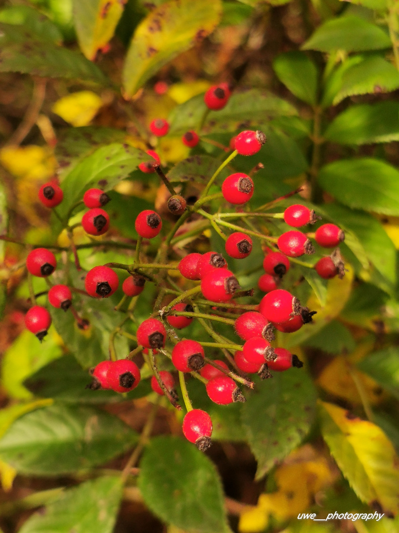 Kleine rote Beeren 