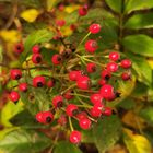 Kleine rote Beeren 