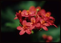 Kleine Rote Blümchen