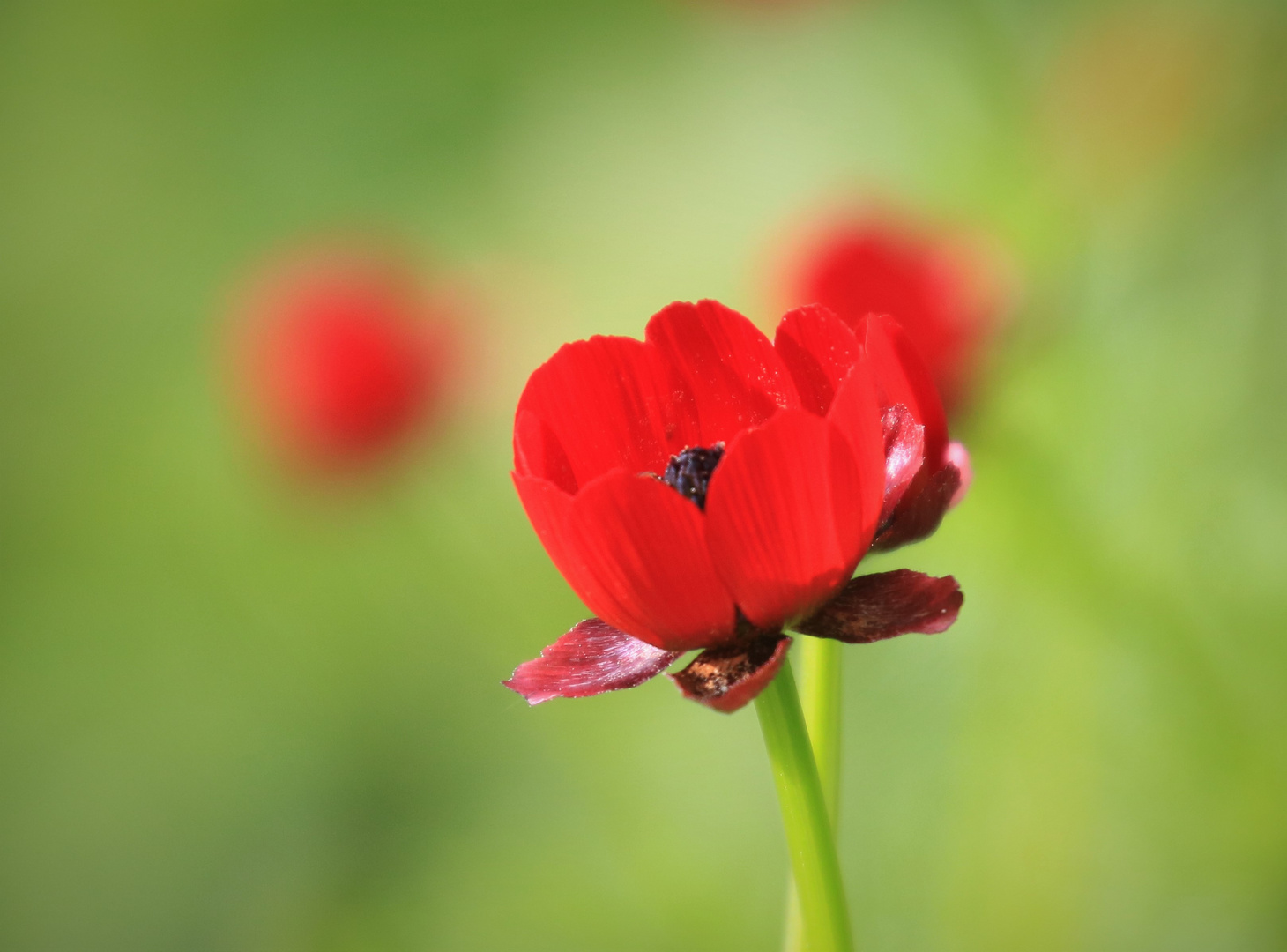 Kleine rote Blüte