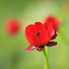 Kleine rote Blüte