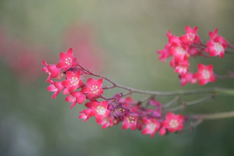 Kleine Rote Blueten Foto & Bild pflanzen, pilze & flechten, blüten