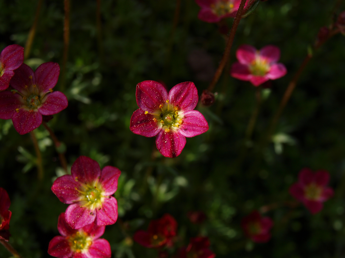 Kleine rote Blüten