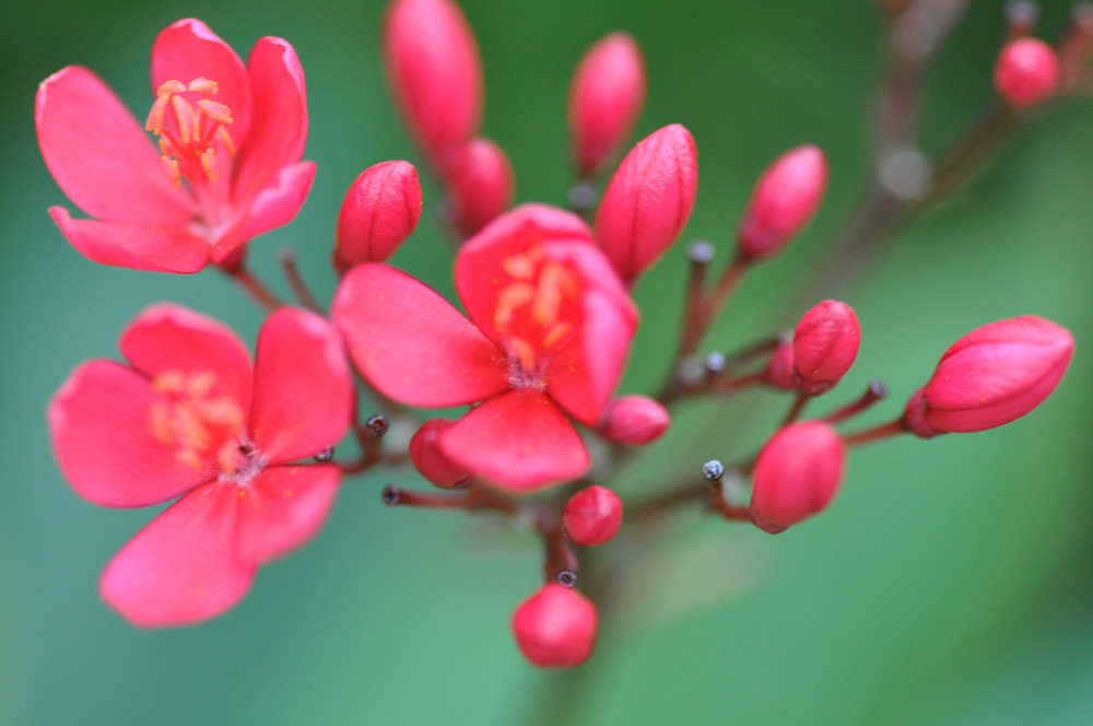 kleine rote Blume