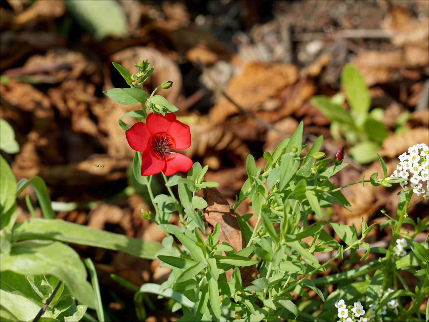 Kleine rote Blume in ihrem Umfeld