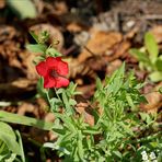 Kleine rote Blume in ihrem Umfeld