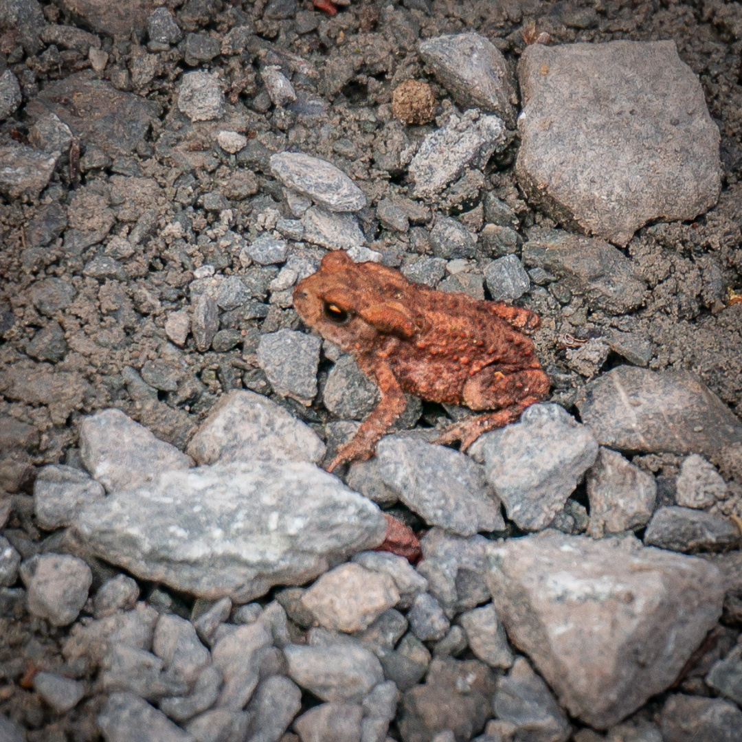 kleine rote Kröte Foto & Bild weg, natur, tiere Bilder auf